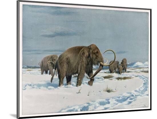 Art Print, , large