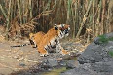 Tigers Stalking Their Prey-Wilhelm Kuhnert-Giclee Print