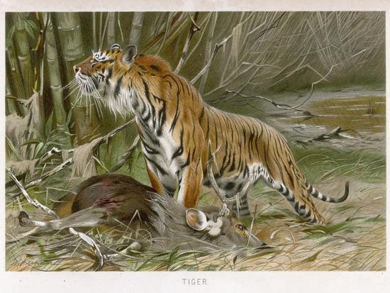 Photographic Print, , large