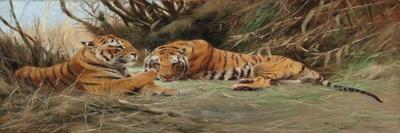 Tigers Stalking Their Prey-Wilhelm Kuhnert-Giclee Print