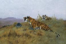 Tigers Stalking Their Prey-Wilhelm Kuhnert-Giclee Print