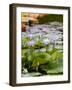 Wilhelma Zoo and Botanical Gardens, Stuttgart, Baden Wurttemberg, Germany-Yadid Levy-Framed Photographic Print