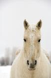 Usa, Wyoming, Encampment, Horse with Snow on Mane and Back, Dawn-Will & Deni McIntyre-Laminated Photographic Print