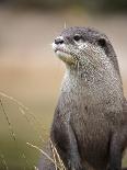 England, Leicestershire; Short-Clawed Asian Otter at Twycross Zoo Near the National Zoo-Will Gray-Photographic Print