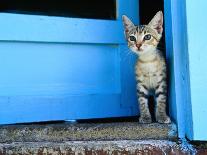 Kitten Standing in Doorway, Apia, Samoa-Will Salter-Framed Stretched Canvas