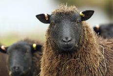 Black Welsh Mountain Sheep Portrait, Herefordshire, UK-Will Watson-Stretched Canvas