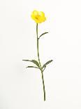 Single Flower on Tan Background-Will Wilkinson-Photographic Print