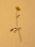 Single Flower on Tan Background-Will Wilkinson-Photographic Print
