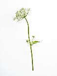 Single Flower on Tan Background-Will Wilkinson-Framed Photographic Print