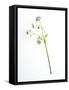 Will You-Will Wilkinson-Framed Stretched Canvas