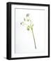 Will You-Will Wilkinson-Framed Photographic Print