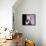 Will Young-null-Framed Stretched Canvas displayed on a wall