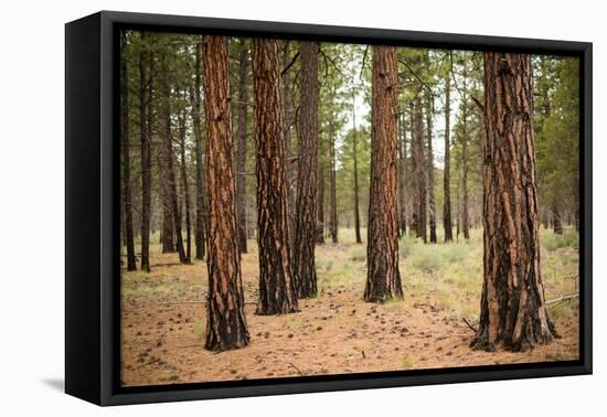 Willamette Nat'l Forest I-Erin Berzel-Framed Stretched Canvas