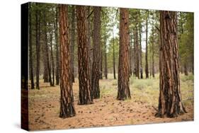 Willamette Nat'l Forest I-Erin Berzel-Stretched Canvas