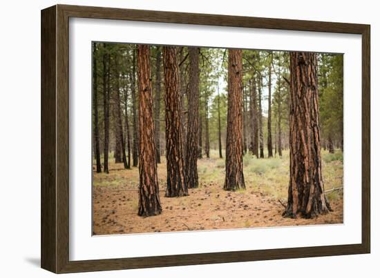 Willamette Nat'l Forest I-Erin Berzel-Framed Photographic Print