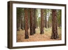 Willamette Nat'l Forest I-Erin Berzel-Framed Photographic Print