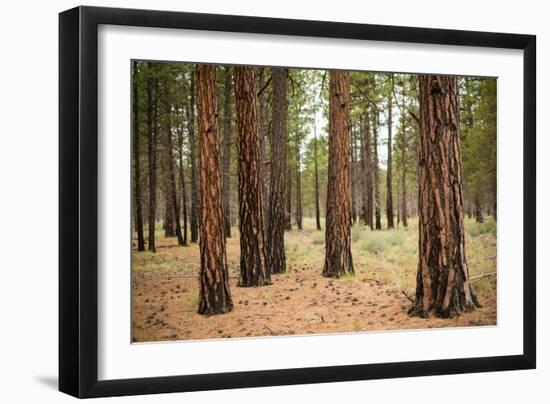 Willamette Nat'l Forest I-Erin Berzel-Framed Photographic Print