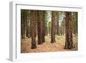 Willamette Nat'l Forest I-Erin Berzel-Framed Photographic Print