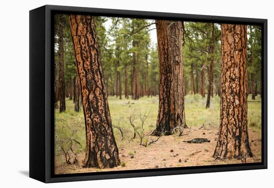 Willamette Nat'l Forest II-Erin Berzel-Framed Stretched Canvas