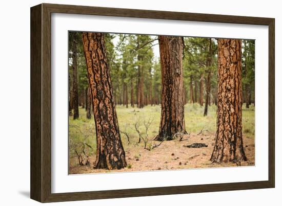 Willamette Nat'l Forest II-Erin Berzel-Framed Photographic Print