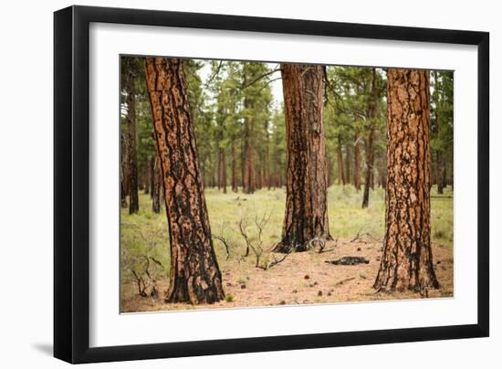 Willamette Nat'l Forest II-Erin Berzel-Framed Photographic Print