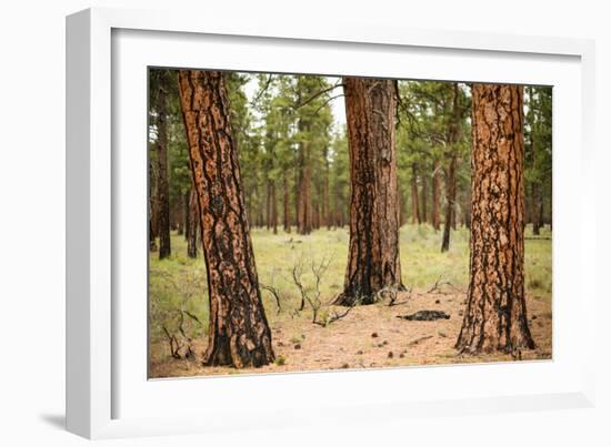 Willamette Nat'l Forest II-Erin Berzel-Framed Photographic Print