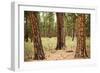 Willamette Nat'l Forest II-Erin Berzel-Framed Photographic Print