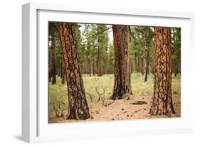 Willamette Nat'l Forest II-Erin Berzel-Framed Photographic Print