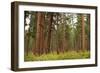 Willamette Nat'l Forest III-Erin Berzel-Framed Photographic Print