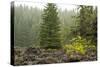 Willamette Nat'l Forest V-Erin Berzel-Stretched Canvas