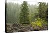 Willamette Nat'l Forest V-Erin Berzel-Stretched Canvas