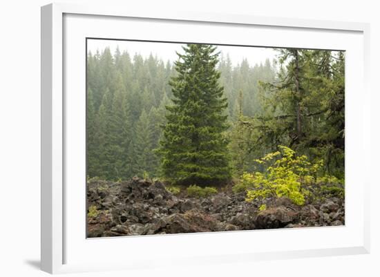 Willamette Nat'l Forest V-Erin Berzel-Framed Photographic Print