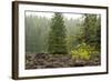 Willamette Nat'l Forest V-Erin Berzel-Framed Photographic Print