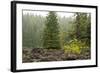 Willamette Nat'l Forest V-Erin Berzel-Framed Photographic Print