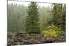 Willamette Nat'l Forest V-Erin Berzel-Mounted Photographic Print