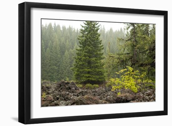 Willamette Nat'l Forest V-Erin Berzel-Framed Photographic Print