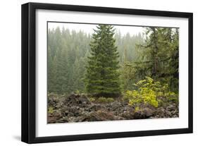 Willamette Nat'l Forest V-Erin Berzel-Framed Photographic Print