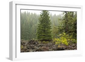 Willamette Nat'l Forest V-Erin Berzel-Framed Photographic Print