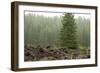 Willamette Nat'l Forest VI-Erin Berzel-Framed Photographic Print