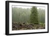 Willamette Nat'l Forest VI-Erin Berzel-Framed Photographic Print