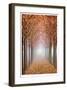 Willamette Valley Maples I-Donald Paulson-Framed Giclee Print