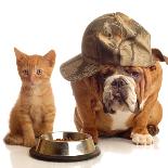Bulldog and Cat at Food Dish Together-Willee Cole-Photographic Print