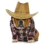 Country Dog - English Bulldog Puppy Dressed Up In Western Clothes And Hat On White Background-Willee Cole-Photographic Print