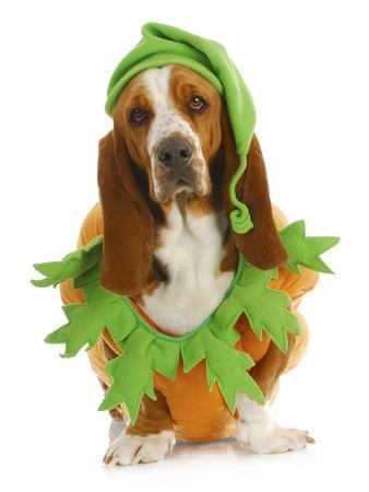 Basset hound dress sale