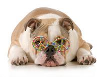 Happy Dog - English Bulldog Wearing Peace Sign Glasses Laying Down-Willee Cole-Photographic Print