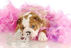 Spoiled Dog - English Bulldog Puppy Chewing On Tiara Surrounded By Pink Feathers-Willee Cole-Photographic Print