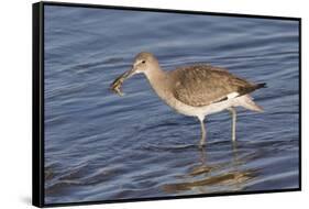 Willet Catchs a Crab-Hal Beral-Framed Stretched Canvas