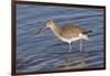 Willet Catchs a Crab-Hal Beral-Framed Photographic Print