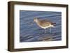 Willet Catchs a Crab-Hal Beral-Framed Photographic Print