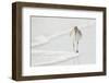 Willet (Catoptrophorus semipalmatus) adult, non-breeding plumage, Florida-Mark Sisson-Framed Photographic Print